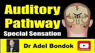 Auditory Pathway Dr Adel Bondok [upl. by Lucien188]