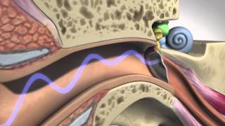 How Hearing Works  Anatomy [upl. by Sollows]