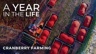 Cranberry Farming Start to Finish  Jacob Searls Cranberry Co  Luke Parmeter Productions [upl. by Castra]