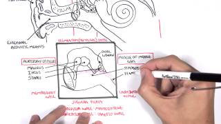 Anatomy  Ear Overview [upl. by Ignatius]