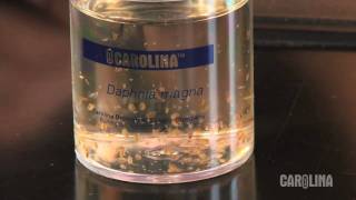 How to Care for Daphnia [upl. by Ahsenod]