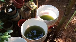 How to grow Green Water Algae [upl. by Olnay101]