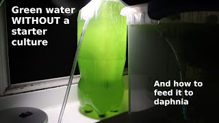 Green Water WITHOUT a Starter Culture  From Scratch  How To [upl. by Dorkas]