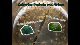 How To Culture Daphnia and Moinas using Green Water Spirulina powder [upl. by Crudden760]