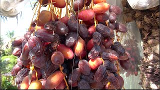 DATES  Growing amp Eating Organic Locally Grown Dates in Phoenix Arizona [upl. by Nnahteb]