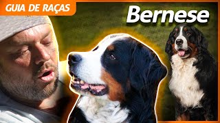 BERNESE O CÃO DOS ALPES SUÍÇOS  RICHARD RASMUSSEN [upl. by Graniah]