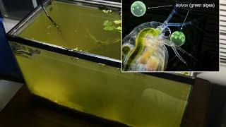 Raising Daphnia for the Freshwater Aquarium [upl. by Aramoy]