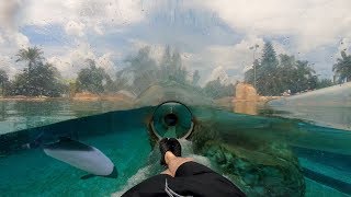 Dolphin Plunge 4K OnRide Aquatica Orlando [upl. by Onivag]