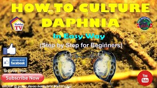 HOW TO CULTURE DAPHNIA In Easy Way [upl. by Alexandrina]