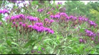 Ironweed Vernonia fasciculata [upl. by Moffitt]