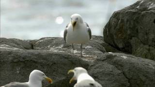 How Nature Works Gull Territoriality [upl. by Melisse]